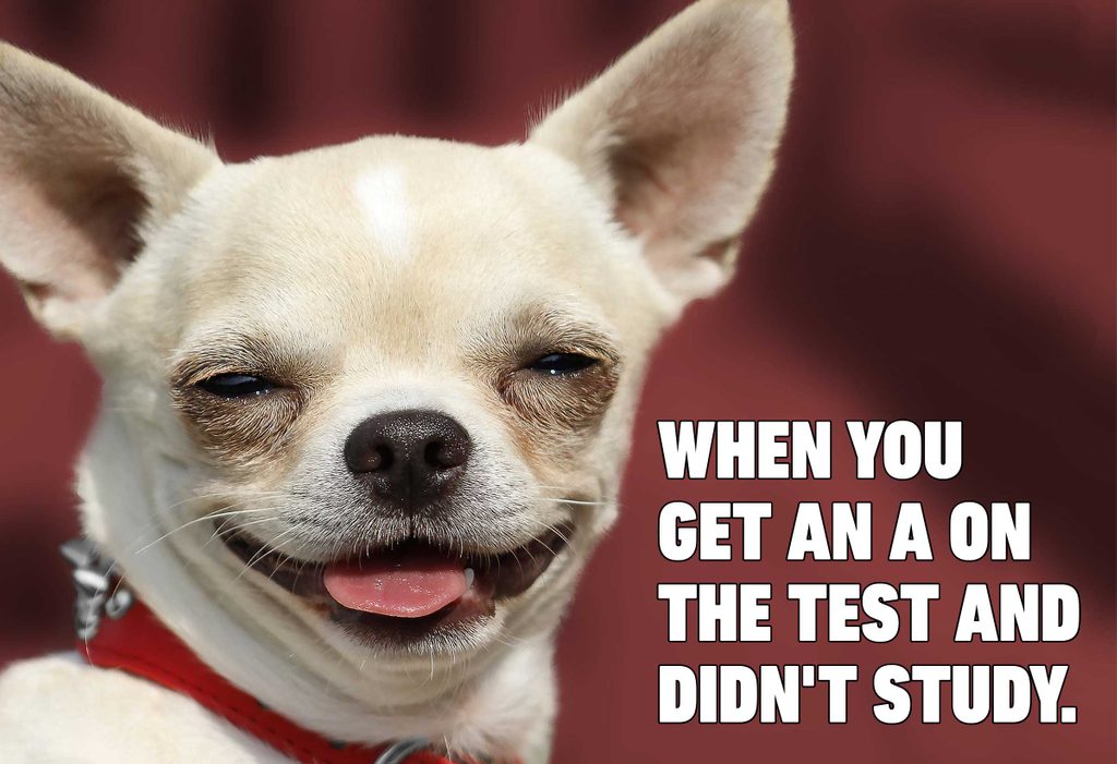 funny dog