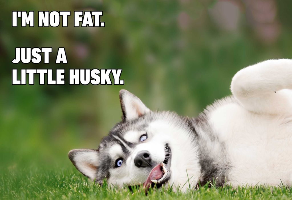 funny dog