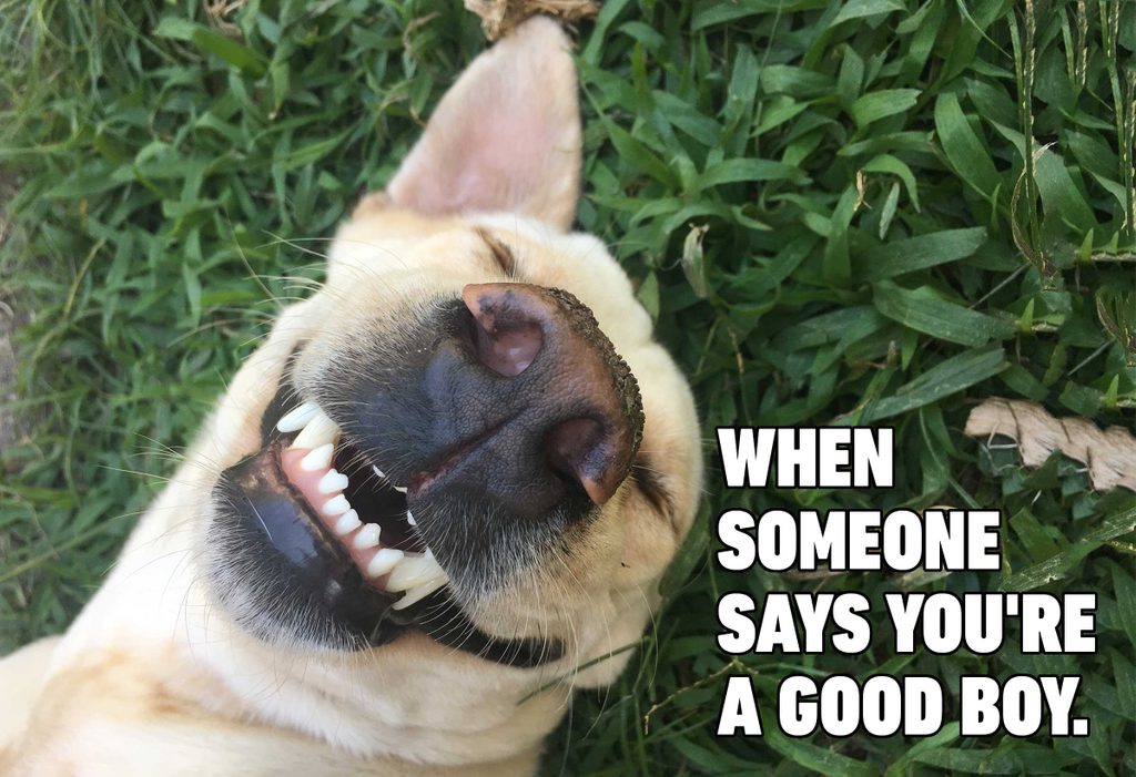 funny dog