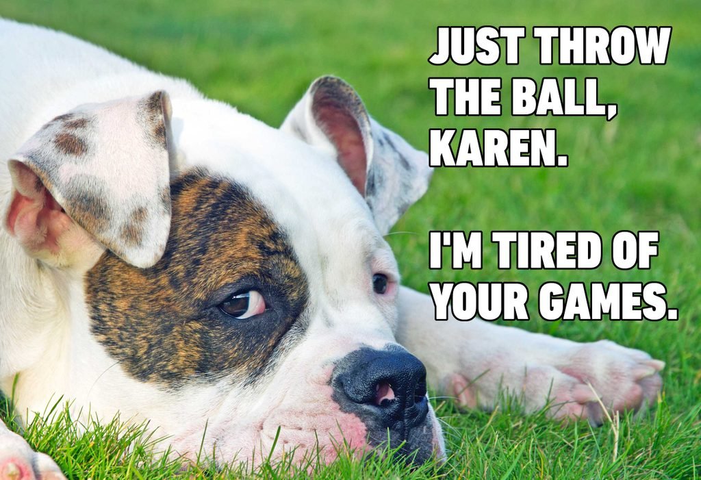 funny dog