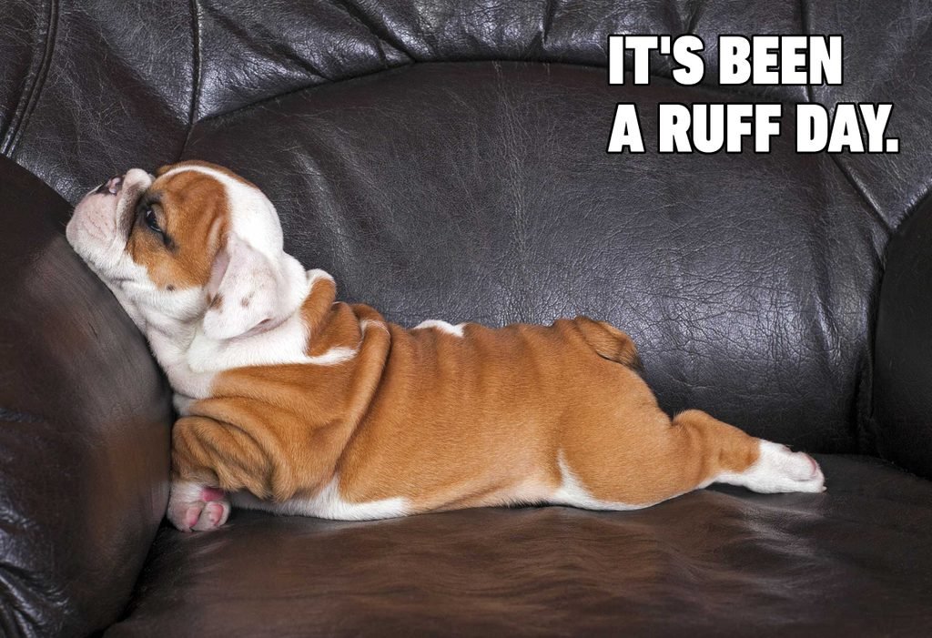 funny dog