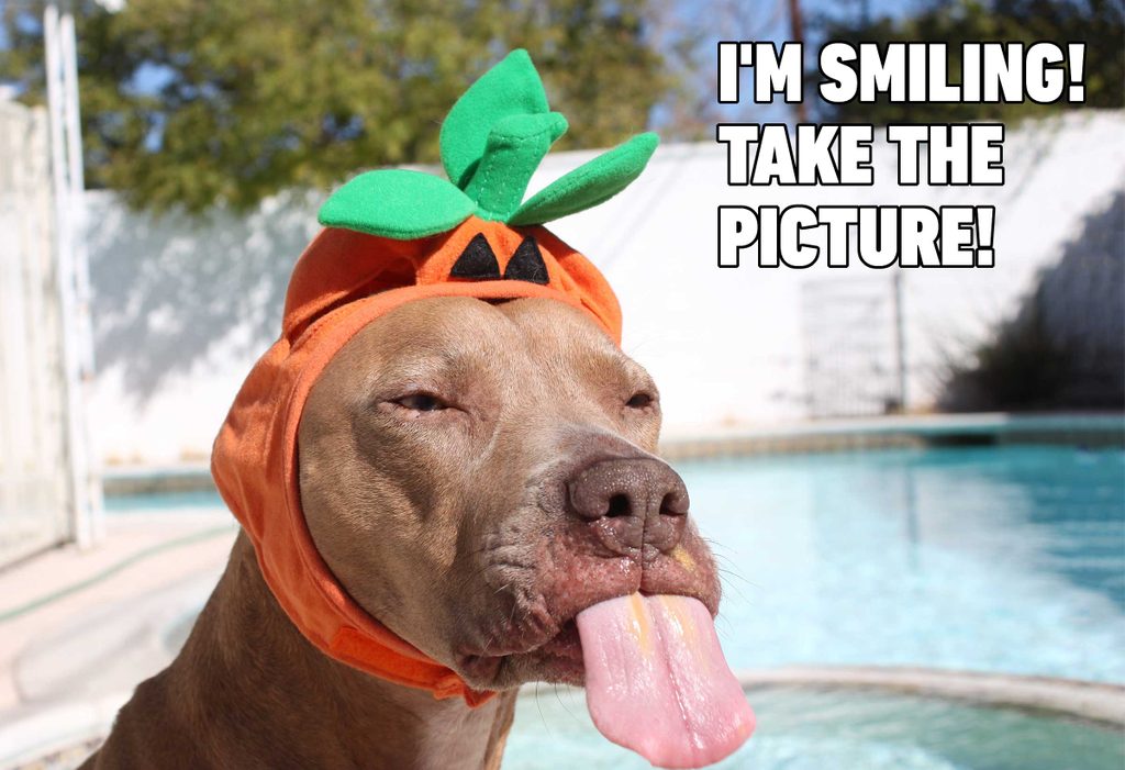funny dog