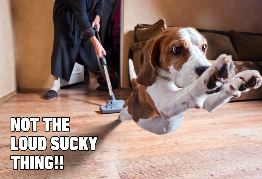 funny dog