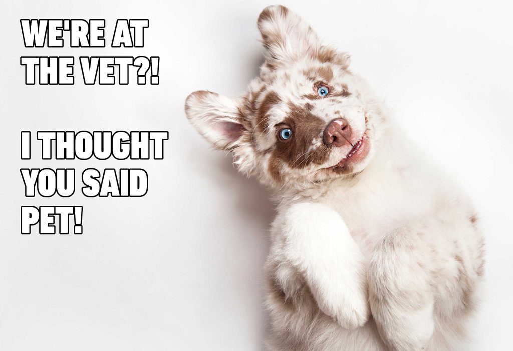 funny dog