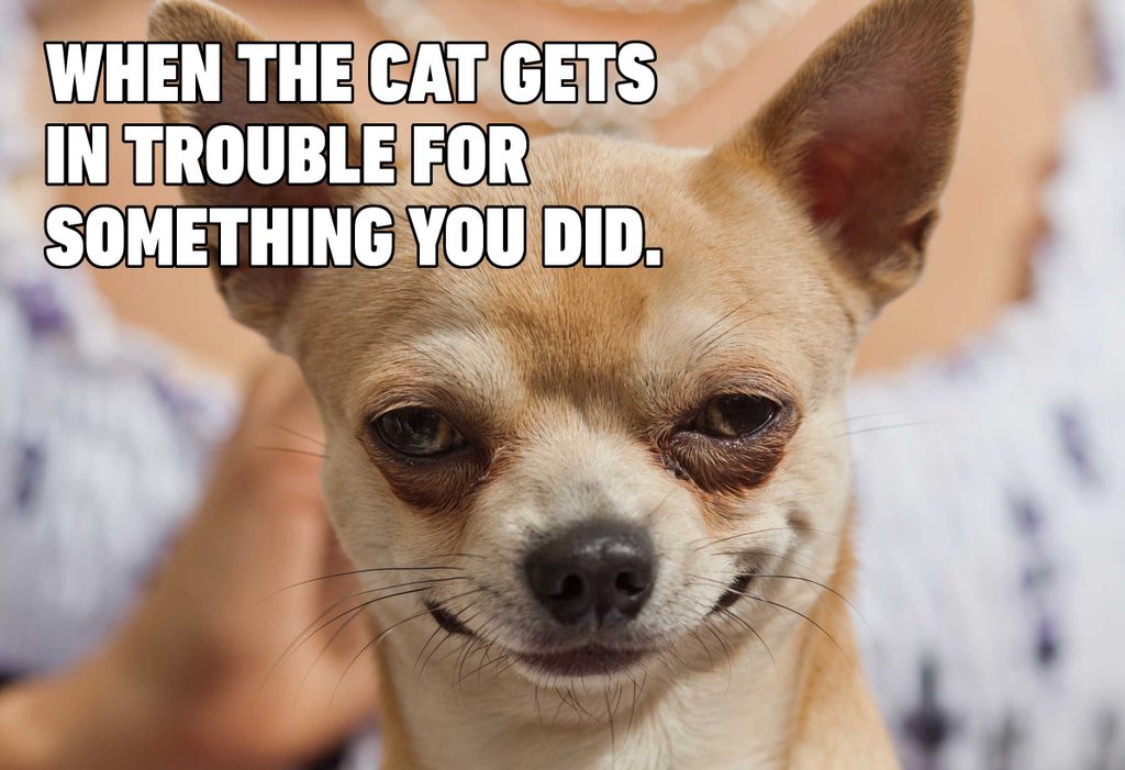 funny dog