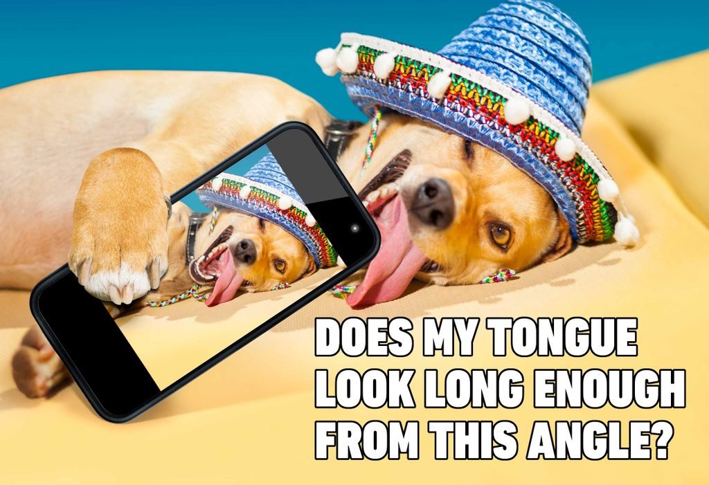 funny dog