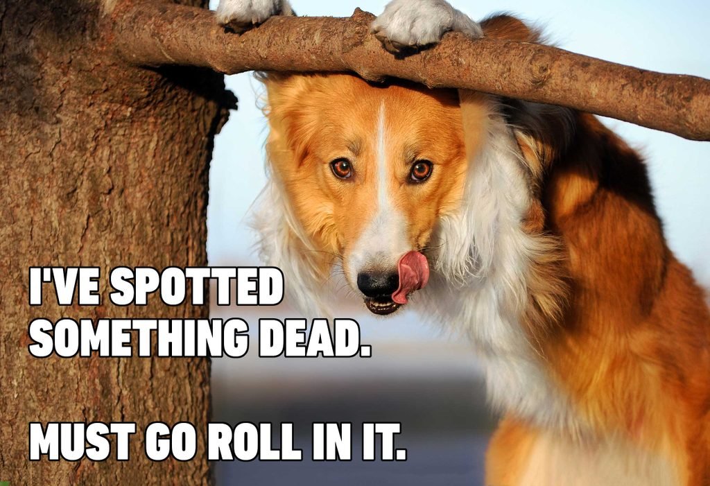 funny dog