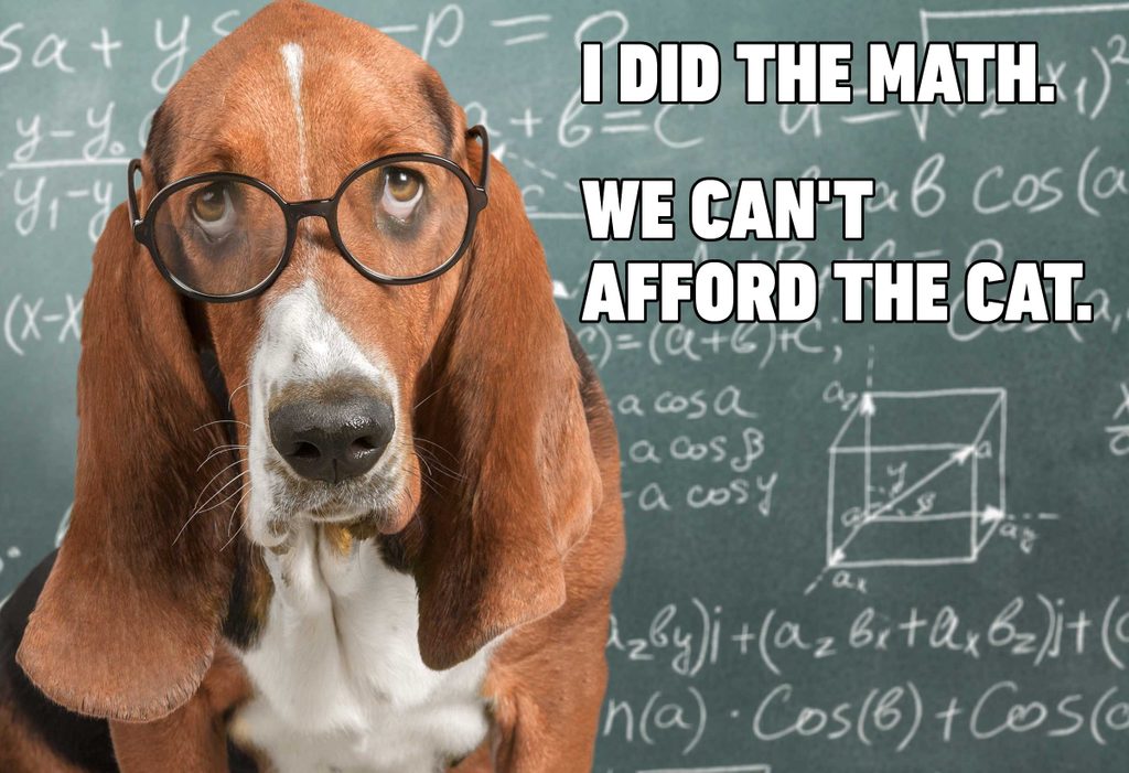 funny dog