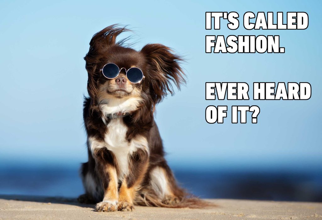 funny dog